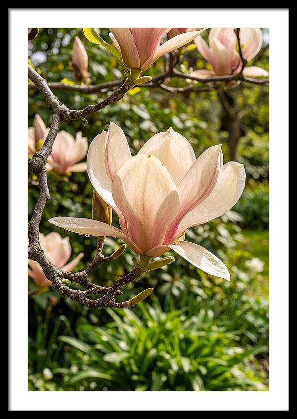 Spring Magnolia Blossom