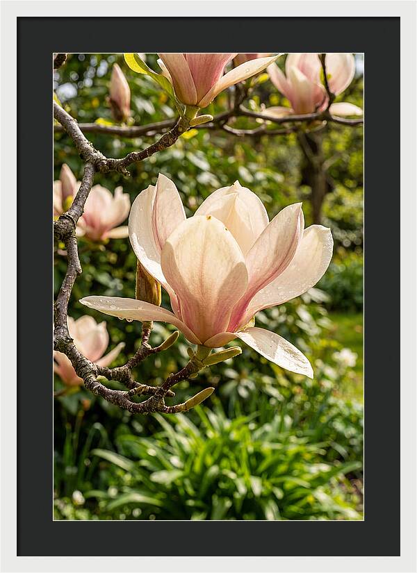 Spring Magnolia Blossom