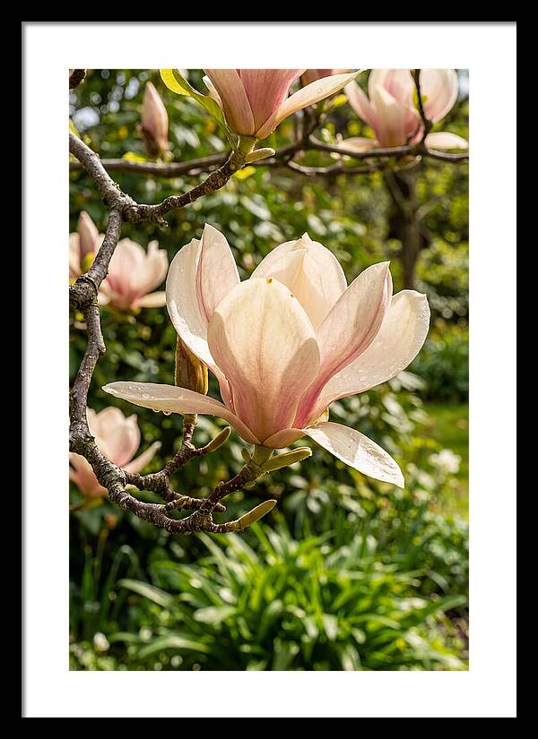 Spring Magnolia Blossom