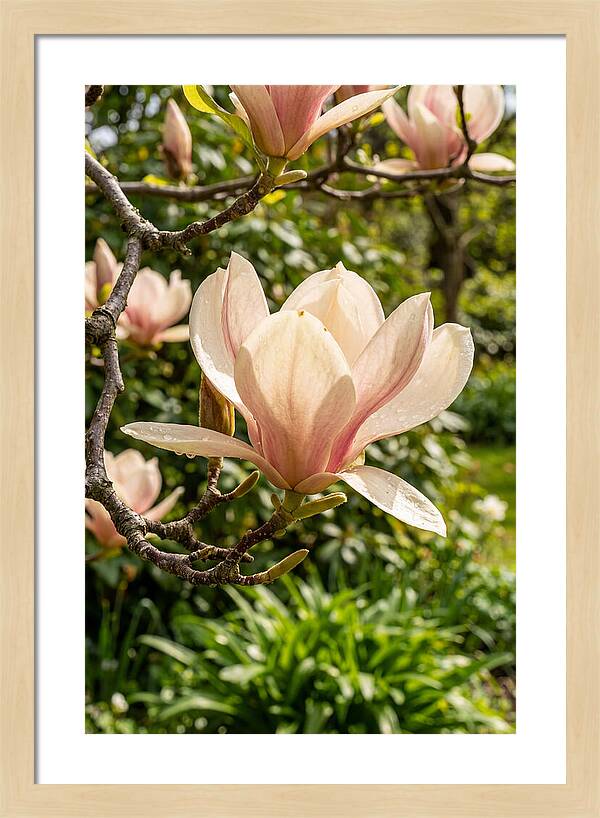 Spring Magnolia Blossom
