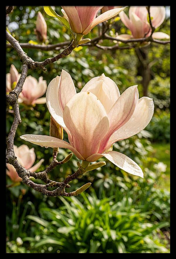 Spring Magnolia Blossom