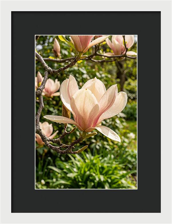 Spring Magnolia Blossom
