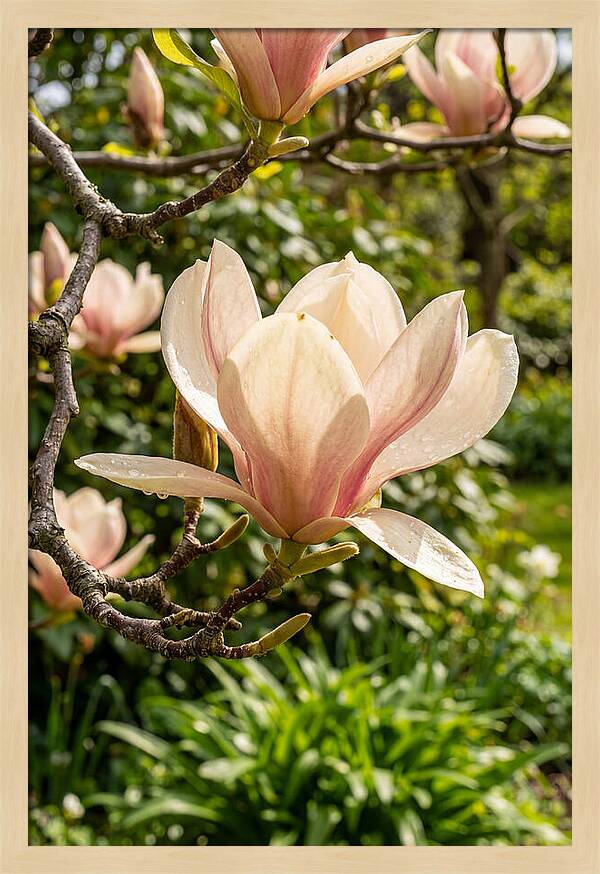 Spring Magnolia Blossom