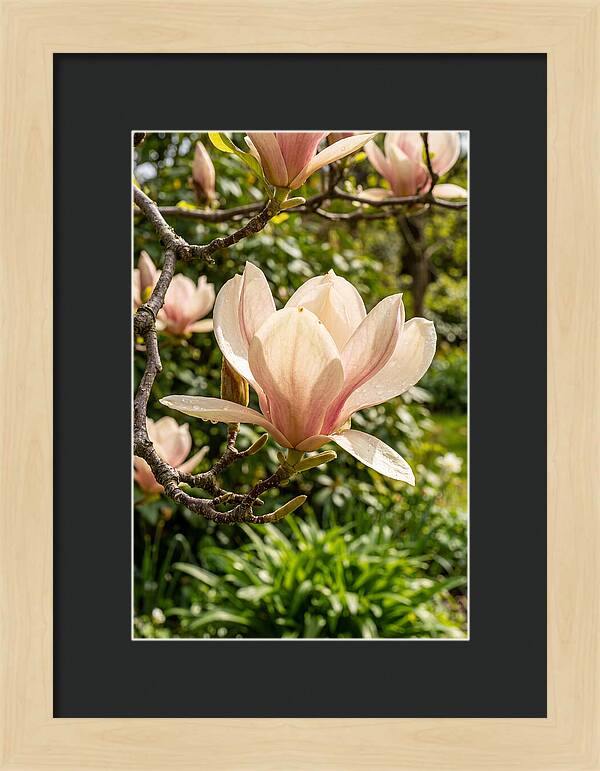 Spring Magnolia Blossom