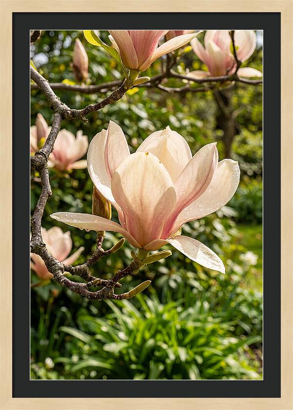Spring Magnolia Blossom