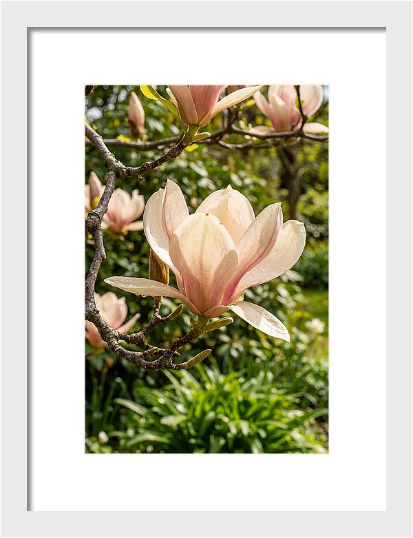 Spring Magnolia Blossom