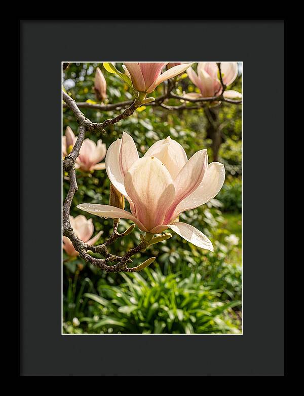 Spring Magnolia Blossom