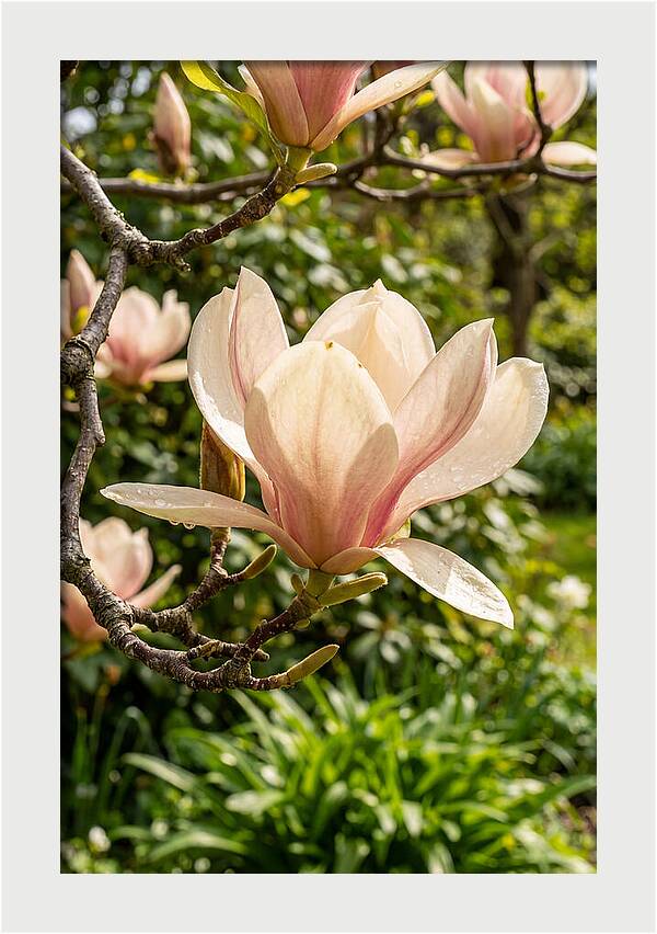 Spring Magnolia Blossom