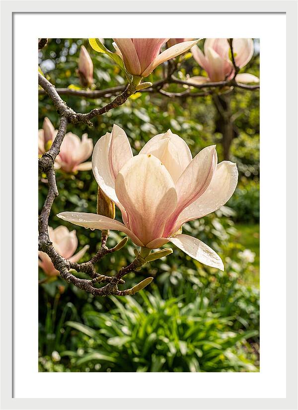 Spring Magnolia Blossom