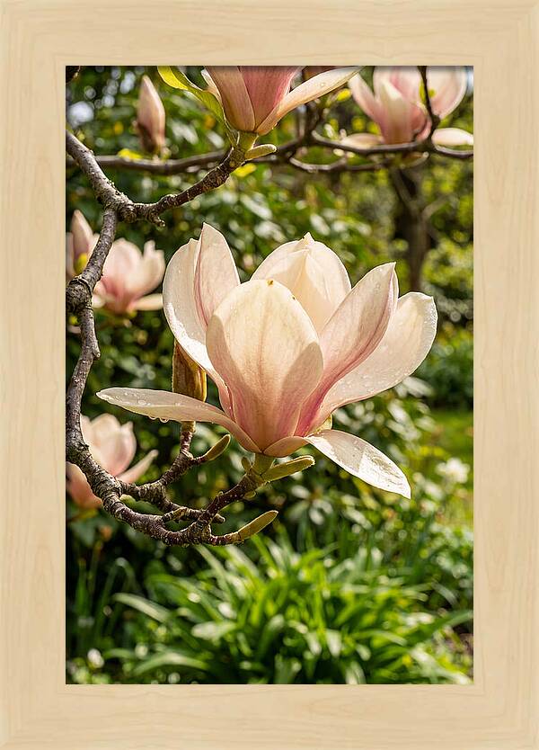Spring Magnolia Blossom