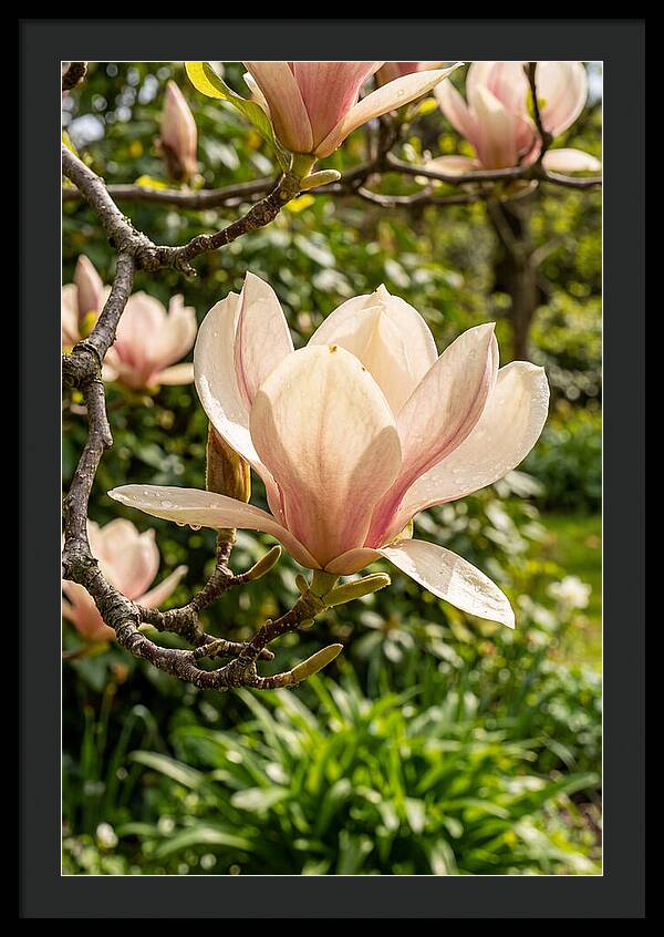Spring Magnolia Blossom