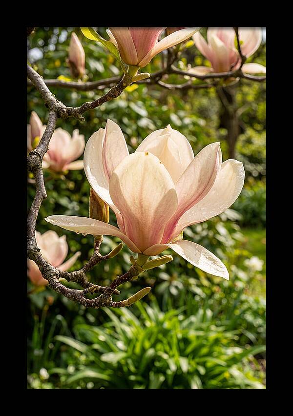 Spring Magnolia Blossom