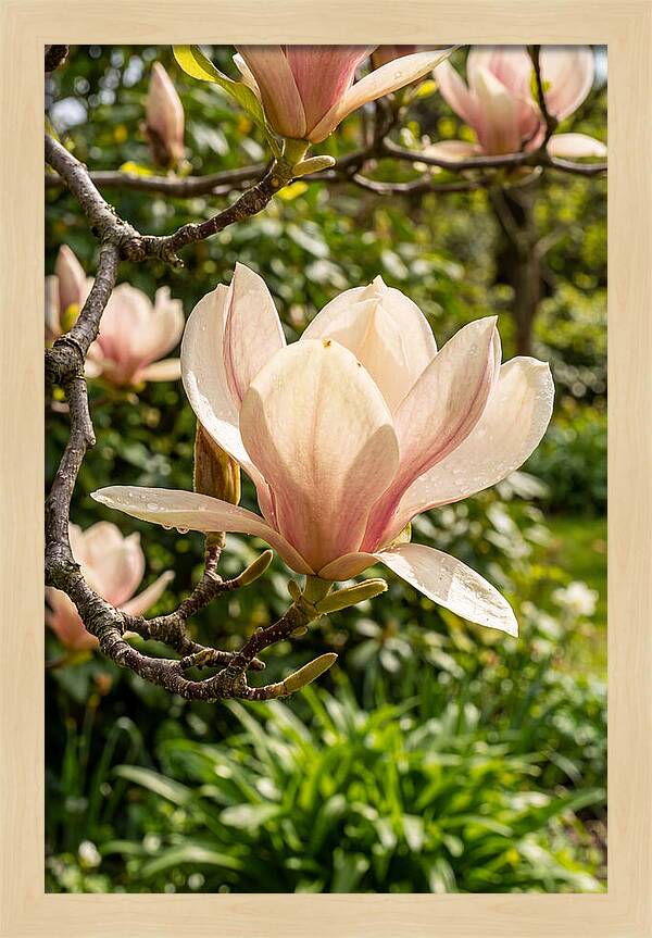 Spring Magnolia Blossom