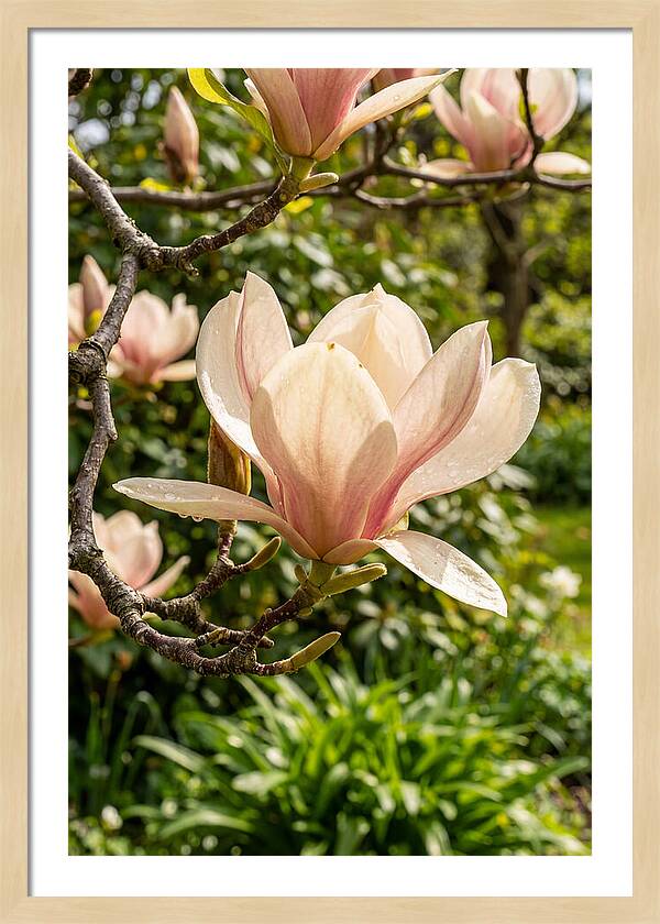 Spring Magnolia Blossom