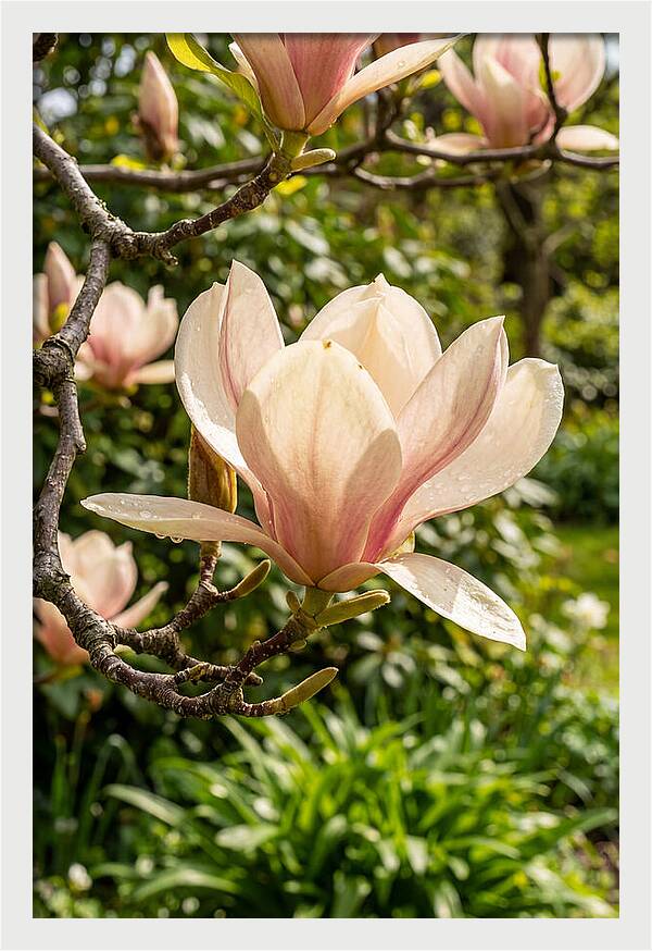 Spring Magnolia Blossom