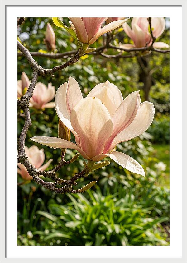 Spring Magnolia Blossom