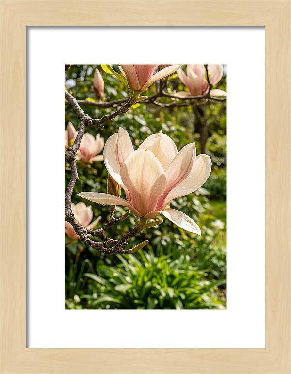 Spring Magnolia Blossom