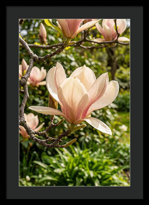 Spring Magnolia Blossom