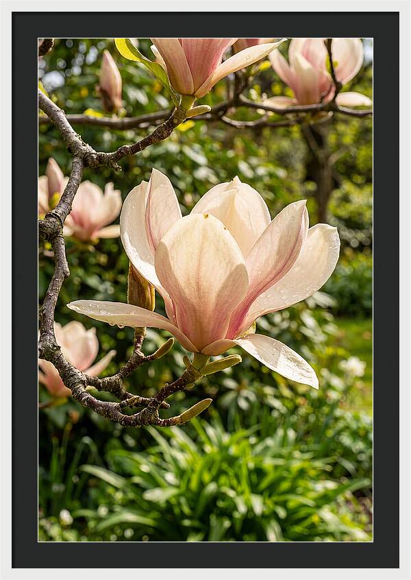 Spring Magnolia Blossom