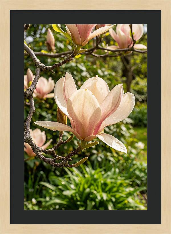 Spring Magnolia Blossom