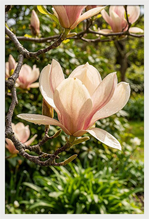 Spring Magnolia Blossom