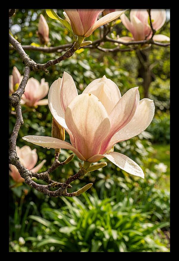 Spring Magnolia Blossom