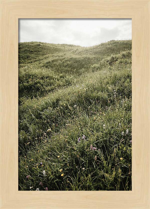 Spring Meadow Bursting Green