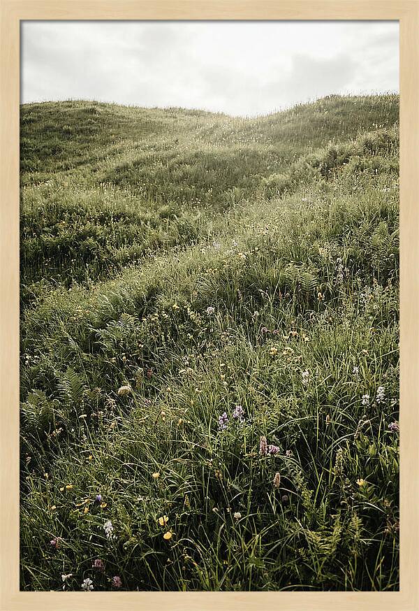 Spring Meadow Bursting Green