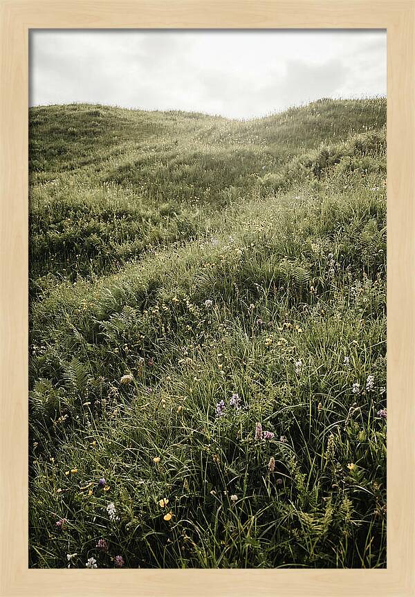 Spring Meadow Bursting Green