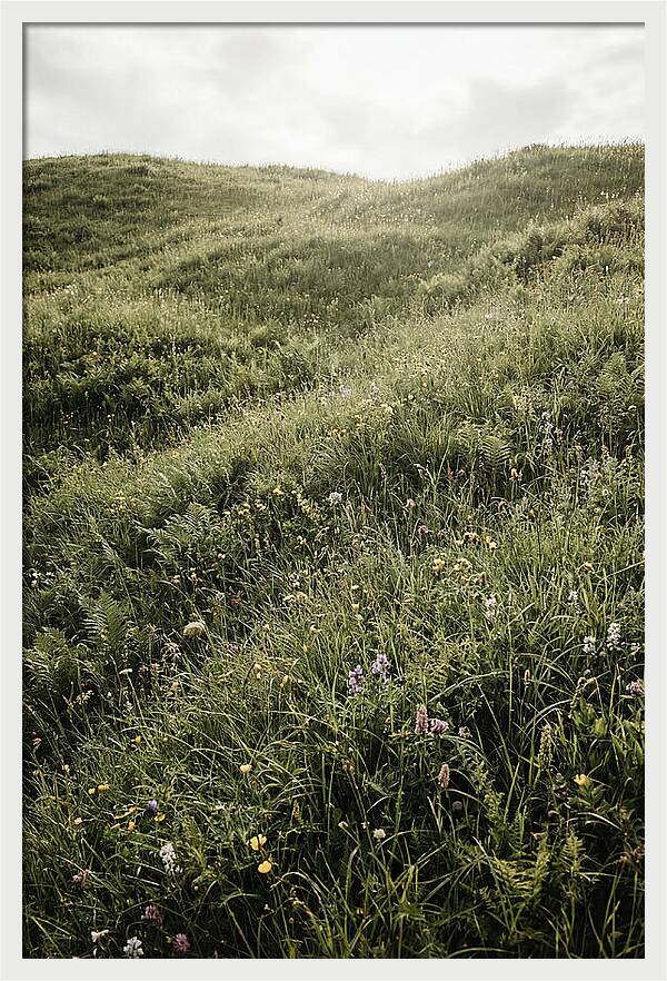 Spring Meadow Bursting Green