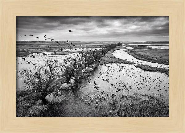 Spring Migration Birds Arriving