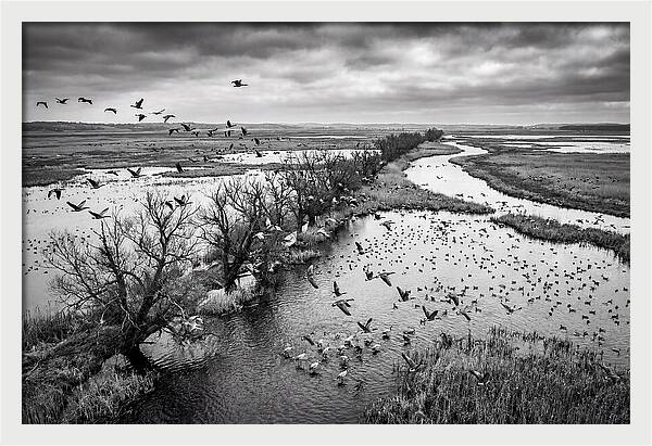 Spring Migration Birds Arriving