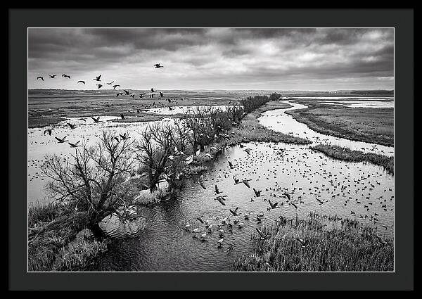 Spring Migration Birds Arriving