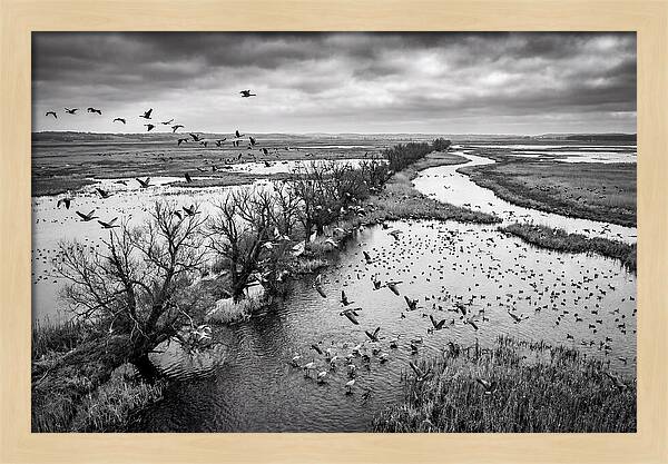 Spring Migration Birds Arriving