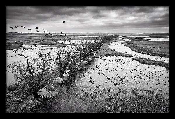 Spring Migration Birds Arriving