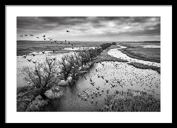 Spring Migration Birds Arriving