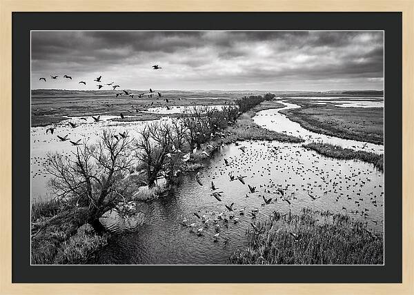 Spring Migration Birds Arriving