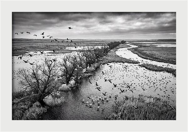 Spring Migration Birds Arriving