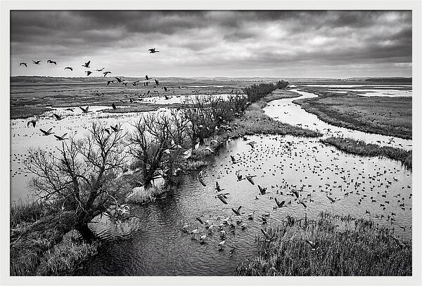 Spring Migration Birds Arriving