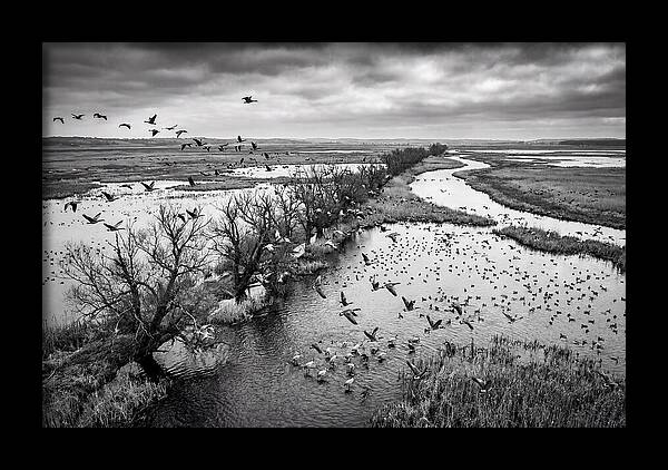 Spring Migration Birds Arriving