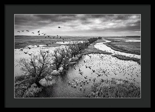 Spring Migration Birds Arriving