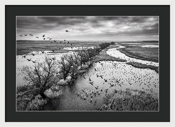 Spring Migration Birds Arriving