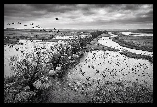 Spring Migration Birds Arriving