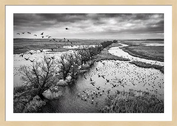 Spring Migration Birds Arriving