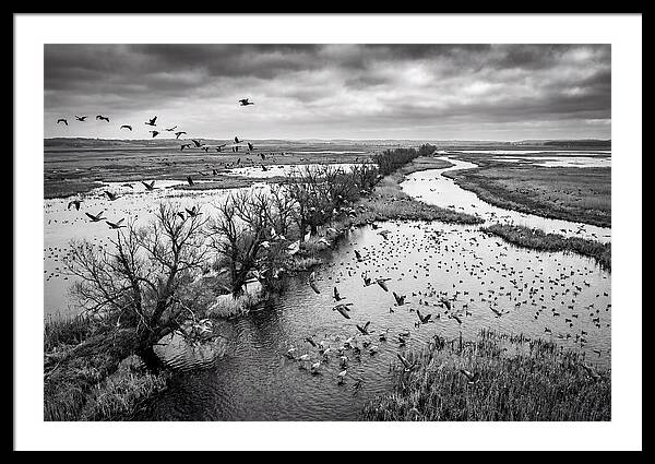 Spring Migration Birds Arriving