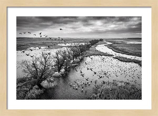 Spring Migration Birds Arriving