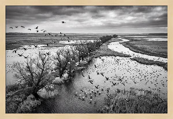Spring Migration Birds Arriving