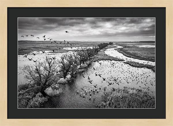 Spring Migration Birds Arriving
