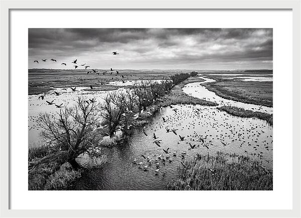 Spring Migration Birds Arriving