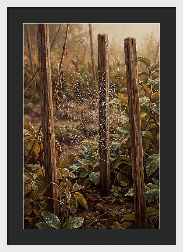 Spring Morning Dew On Web